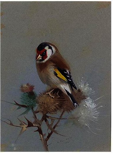 Wikioo.org - The Encyclopedia of Fine Arts - Painting, Artwork by Archibald Thorburn - Goldfinch On Thistle