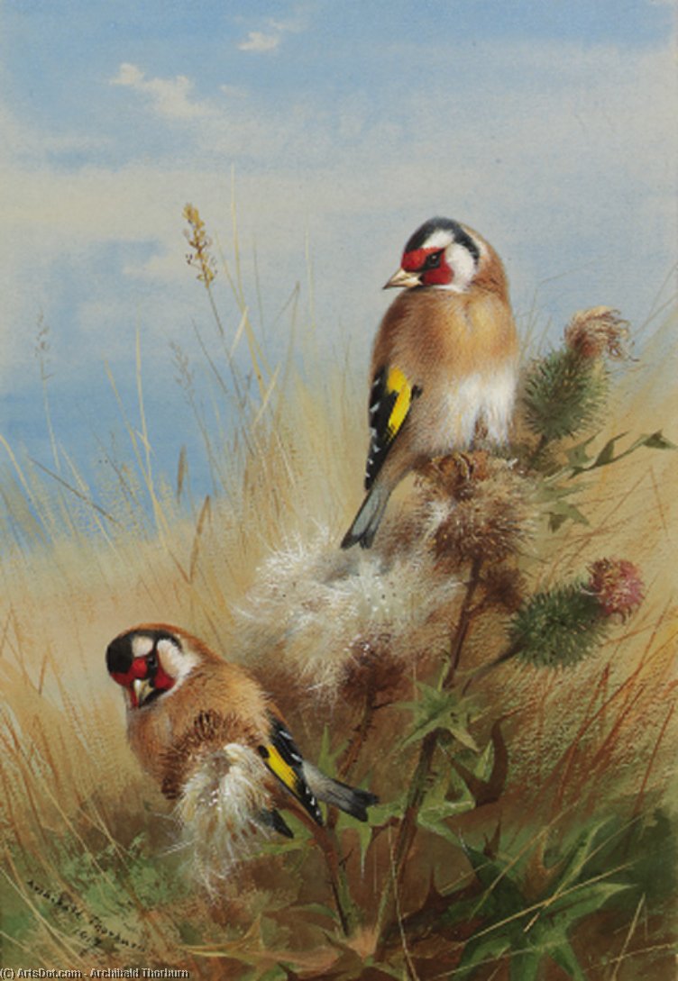WikiOO.org - Enciclopédia das Belas Artes - Pintura, Arte por Archibald Thorburn - Goldfinches Among Thistles