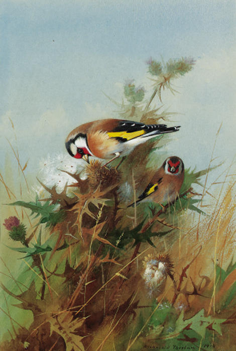 Wikioo.org - The Encyclopedia of Fine Arts - Painting, Artwork by Archibald Thorburn - Goldfinches On Thistledown