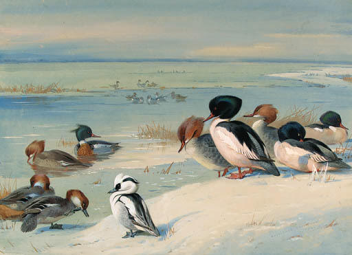 Wikioo.org - The Encyclopedia of Fine Arts - Painting, Artwork by Archibald Thorburn - Goosander, Merganser And A Smew At The Water's Edge