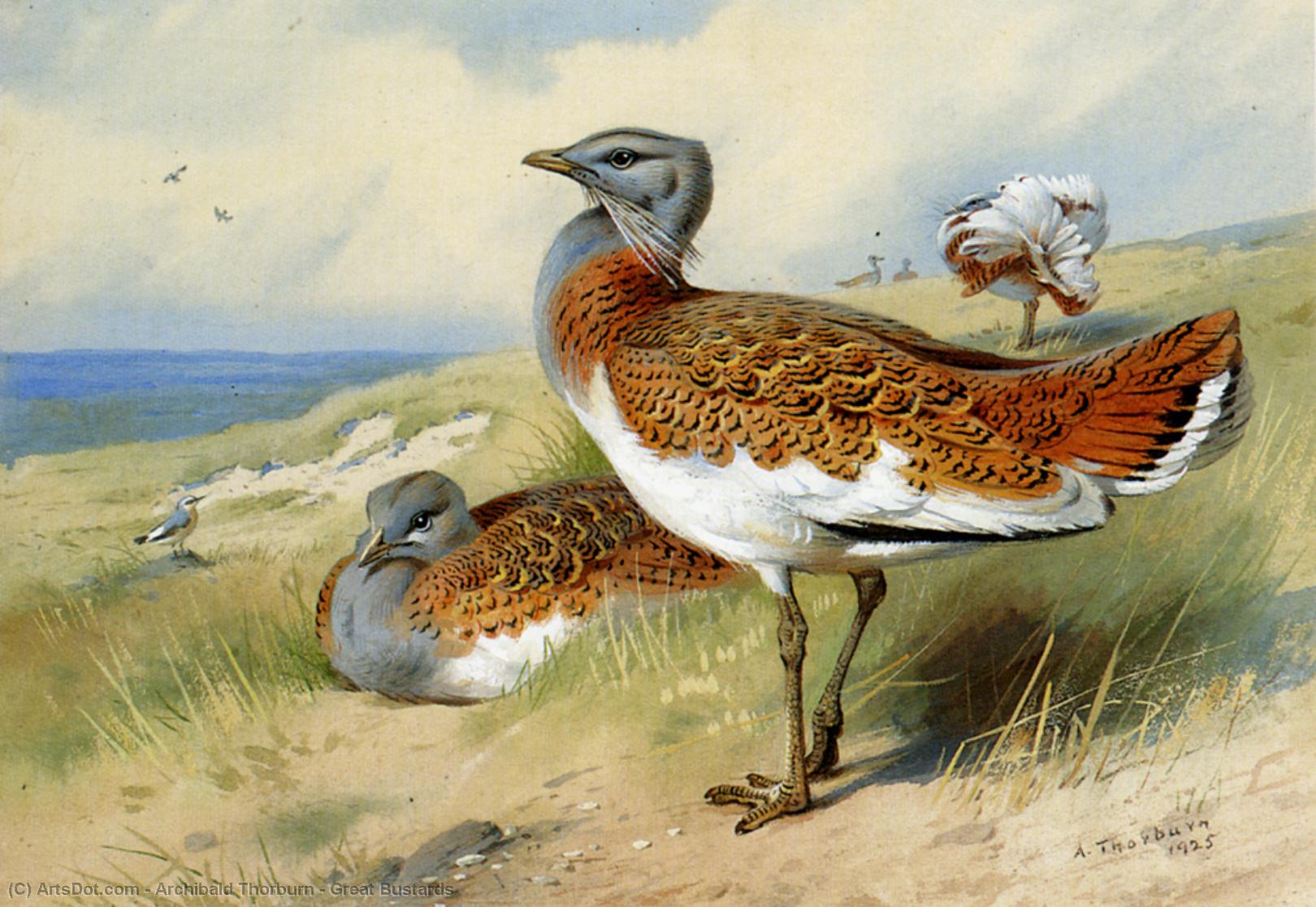 Wikioo.org - The Encyclopedia of Fine Arts - Painting, Artwork by Archibald Thorburn - Great Bustards