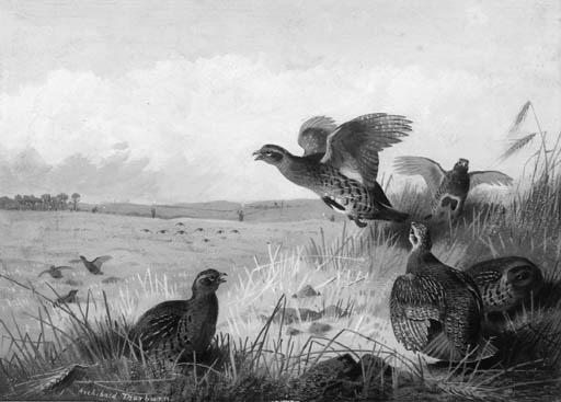 Wikioo.org - The Encyclopedia of Fine Arts - Painting, Artwork by Archibald Thorburn - Grey Partridge