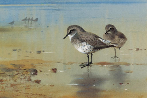 Wikioo.org - The Encyclopedia of Fine Arts - Painting, Artwork by Archibald Thorburn - Grey Plover At The Water's Edge