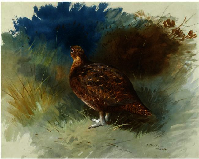 Wikioo.org - The Encyclopedia of Fine Arts - Painting, Artwork by Archibald Thorburn - Grouse 1