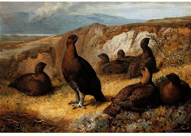 Wikioo.org – L'Enciclopedia delle Belle Arti - Pittura, Opere di Archibald Thorburn - Tetraone su The Moor
