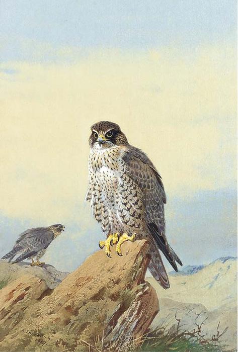 Wikioo.org – La Enciclopedia de las Bellas Artes - Pintura, Obras de arte de Archibald Thorburn - Gyr Falcon 1