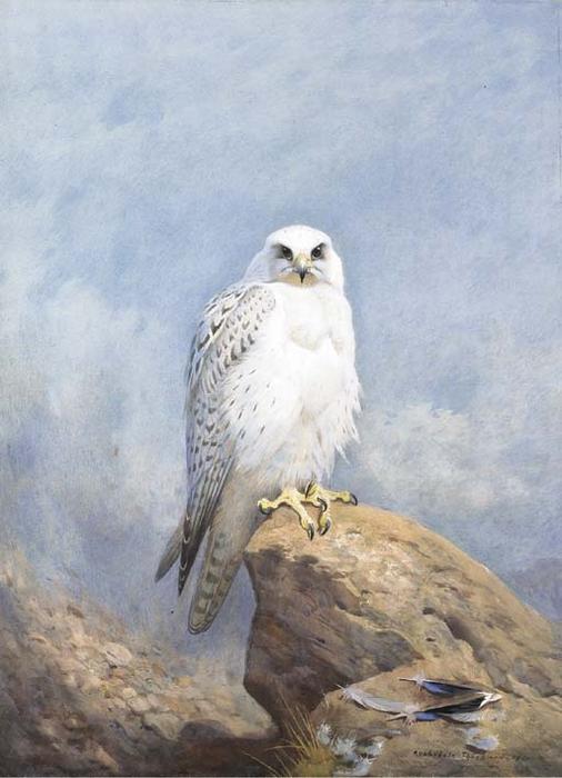 Wikioo.org – La Enciclopedia de las Bellas Artes - Pintura, Obras de arte de Archibald Thorburn - Gyr Falcon