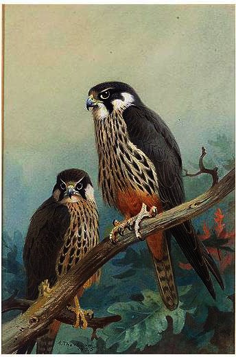 Wikioo.org - The Encyclopedia of Fine Arts - Painting, Artwork by Archibald Thorburn - Hobbies