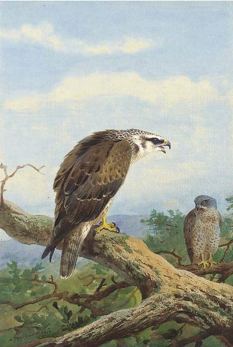 Wikioo.org – L'Enciclopedia delle Belle Arti - Pittura, Opere di Archibald Thorburn - Falco pecchiaiolo