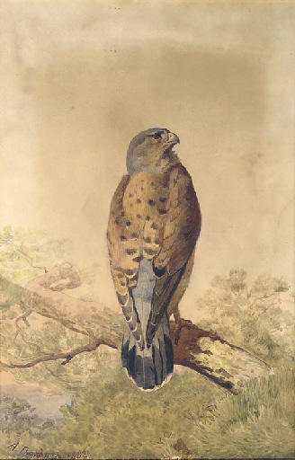 Wikioo.org - The Encyclopedia of Fine Arts - Painting, Artwork by Archibald Thorburn - Kestrel