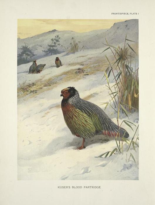 Wikioo.org - The Encyclopedia of Fine Arts - Painting, Artwork by Archibald Thorburn - Kuser's Blood Partridge (Ithagenes Kuseri)