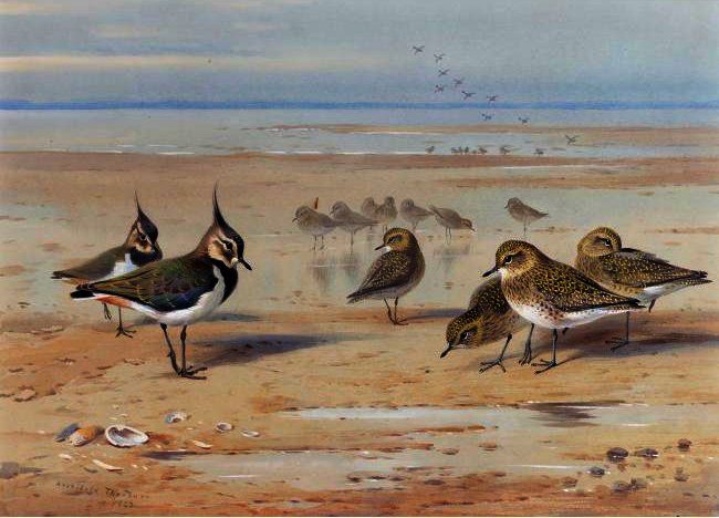 Wikioo.org - The Encyclopedia of Fine Arts - Painting, Artwork by Archibald Thorburn - Lapwing And Golden Plover