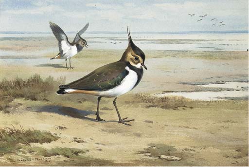 Wikioo.org - The Encyclopedia of Fine Arts - Painting, Artwork by Archibald Thorburn - Lapwing Or Peewit