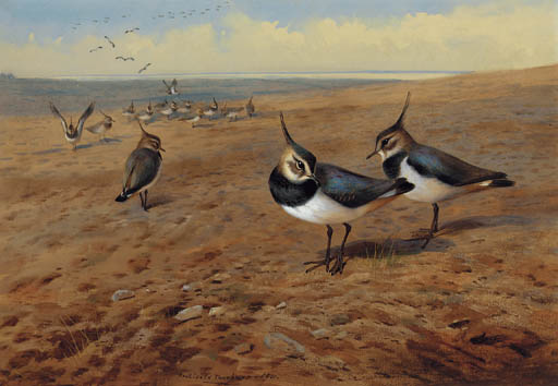 Wikioo.org - The Encyclopedia of Fine Arts - Painting, Artwork by Archibald Thorburn - Lapwings