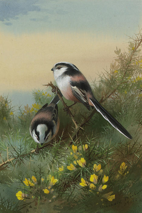 Wikioo.org - The Encyclopedia of Fine Arts - Painting, Artwork by Archibald Thorburn - Long-Tailed Tits On Gorse