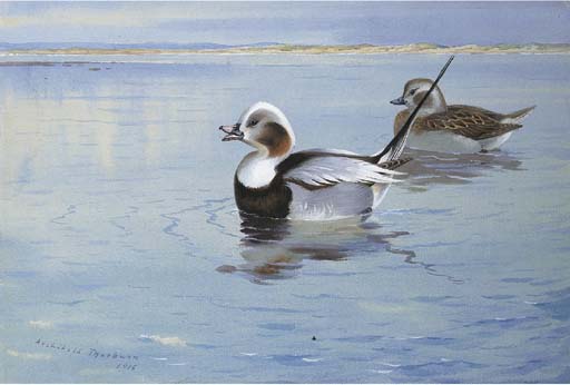WikiOO.org - Enciclopédia das Belas Artes - Pintura, Arte por Archibald Thorburn - Longtailed Ducks