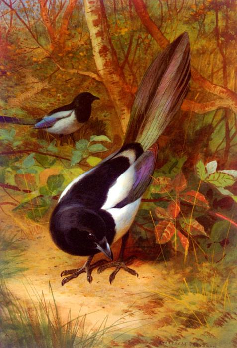 Wikioo.org - The Encyclopedia of Fine Arts - Painting, Artwork by Archibald Thorburn - Magpies