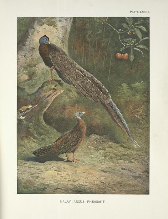 Wikoo.org - موسوعة الفنون الجميلة - اللوحة، العمل الفني Archibald Thorburn - Malay Argus Pheasant (Argusianus Argus)