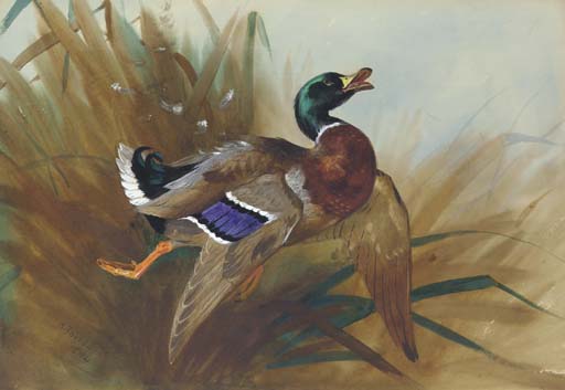 WikiOO.org - Enciclopédia das Belas Artes - Pintura, Arte por Archibald Thorburn - Mallard Duck