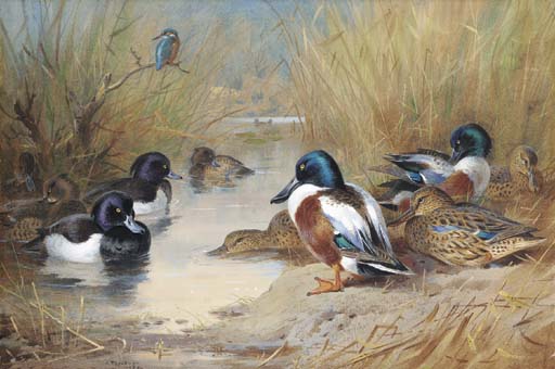 Wikioo.org - The Encyclopedia of Fine Arts - Painting, Artwork by Archibald Thorburn - Mallard, Tufted Duck And A Kingfisher At The Water's Edge