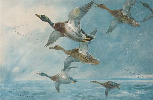 Wikioo.org - Encyklopedia Sztuk Pięknych - Malarstwo, Grafika Archibald Thorburn - Mallards; Geese; Woodcock; Blackcock; Partridge; And Ptarmigan