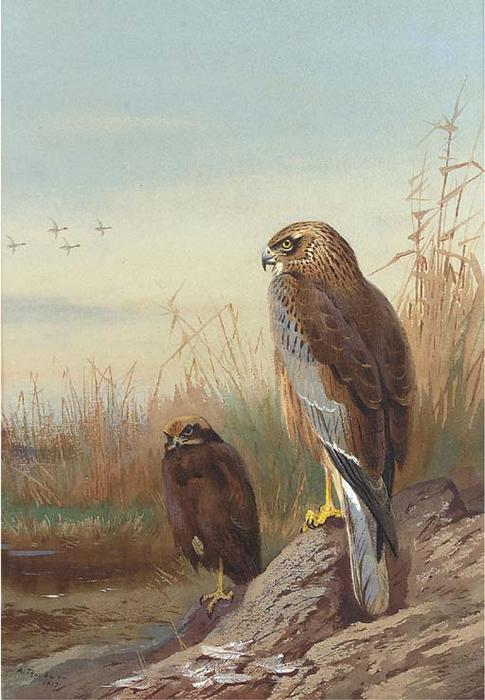 WikiOO.org - Encyclopedia of Fine Arts - Maleri, Artwork Archibald Thorburn - Marsh Harrier