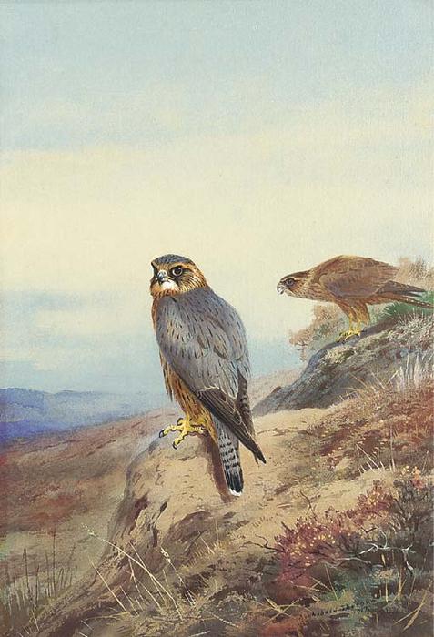 Wikioo.org - The Encyclopedia of Fine Arts - Painting, Artwork by Archibald Thorburn - Merlin
