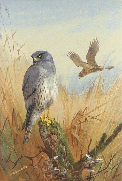 WikiOO.org - Enciclopédia das Belas Artes - Pintura, Arte por Archibald Thorburn - Montagu's Harrier