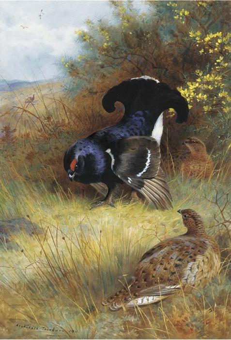Wikioo.org - The Encyclopedia of Fine Arts - Painting, Artwork by Archibald Thorburn - On The Edge Of The Moor; Blackcock Displaying