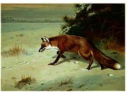 Wikioo.org - Encyklopedia Sztuk Pięknych - Malarstwo, Grafika Archibald Thorburn - On The Prowl