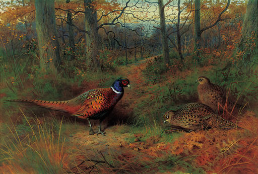 Wikioo.org – L'Encyclopédie des Beaux Arts - Peinture, Oeuvre de Archibald Thorburn - sur le trajet . Une cock and Deux Poulet Faisan en automne