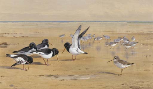 WikiOO.org - Encyclopedia of Fine Arts - Maalaus, taideteos Archibald Thorburn - Oyster Catchers, Redshank And Dunlin