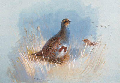 WikiOO.org - Encyclopedia of Fine Arts - Maalaus, taideteos Archibald Thorburn - Partridges