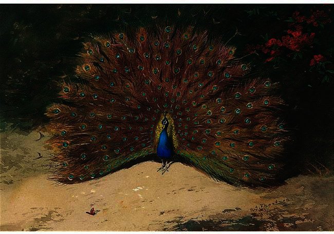 Wikioo.org - Bách khoa toàn thư về mỹ thuật - Vẽ tranh, Tác phẩm nghệ thuật Archibald Thorburn - Peacock And Butterfly