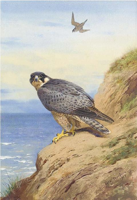 WikiOO.org - Enciclopédia das Belas Artes - Pintura, Arte por Archibald Thorburn - Peregrine Falcon