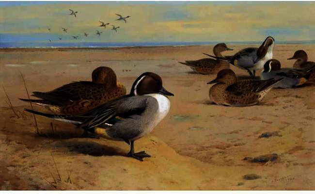 Wikioo.org - The Encyclopedia of Fine Arts - Painting, Artwork by Archibald Thorburn - Pintail Ducks