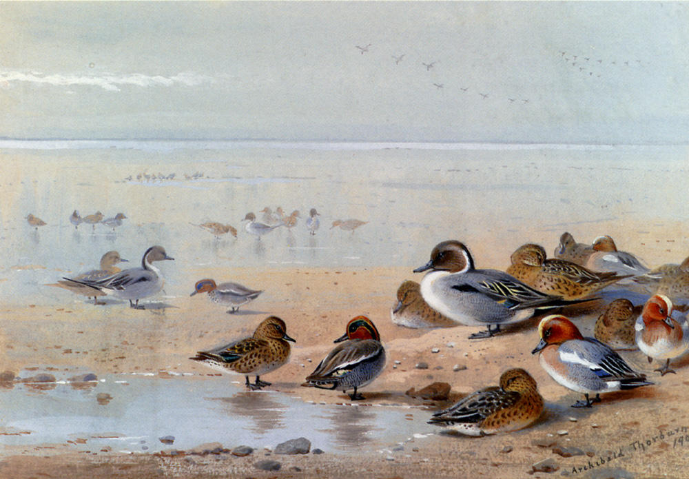 Wikioo.org - The Encyclopedia of Fine Arts - Painting, Artwork by Archibald Thorburn - Pintail, Teal And Wigeon, On The Seashore