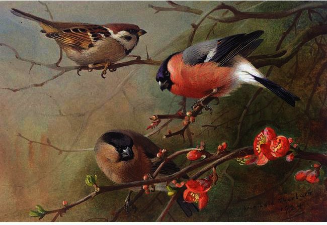 WikiOO.org - Encyclopedia of Fine Arts - Målning, konstverk Archibald Thorburn - Ree Sparrow And Bullfinches