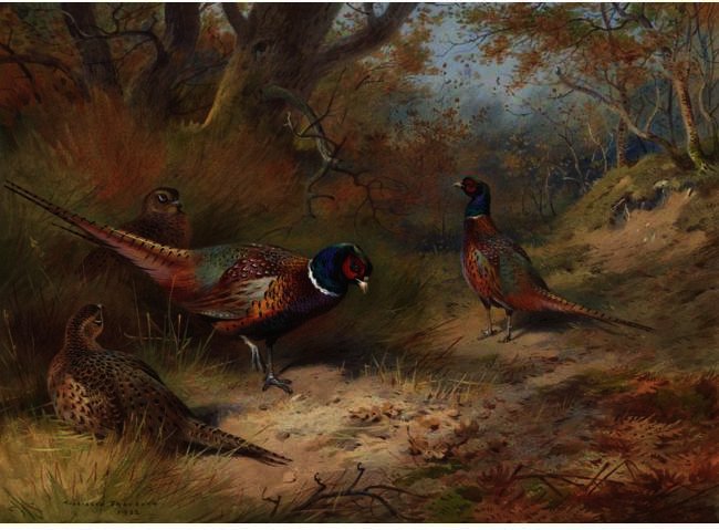 Wikioo.org - The Encyclopedia of Fine Arts - Painting, Artwork by Archibald Thorburn - Ring Neck Pheasants