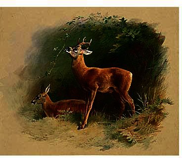 WikiOO.org - Enciclopédia das Belas Artes - Pintura, Arte por Archibald Thorburn - Roe Deer