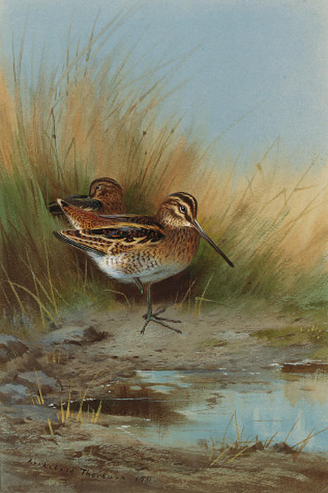 Wikioo.org - The Encyclopedia of Fine Arts - Painting, Artwork by Archibald Thorburn - Snipe At The Water's Edge