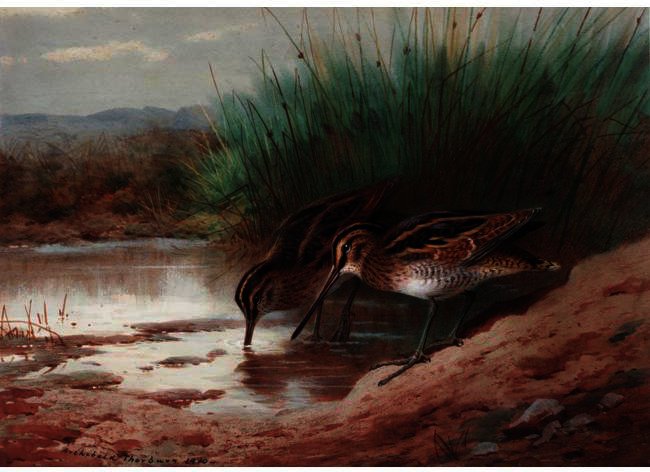 Wikioo.org – L'Encyclopédie des Beaux Arts - Peinture, Oeuvre de Archibald Thorburn - Snipe Boire parmi les roseaux