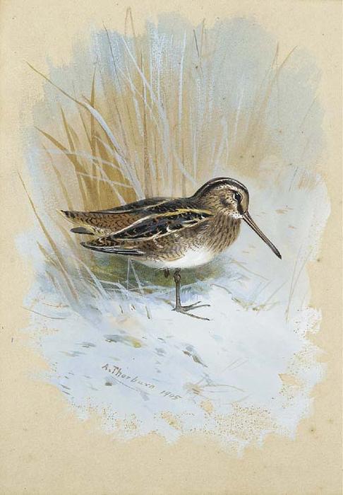 Wikioo.org - The Encyclopedia of Fine Arts - Painting, Artwork by Archibald Thorburn - Snipe