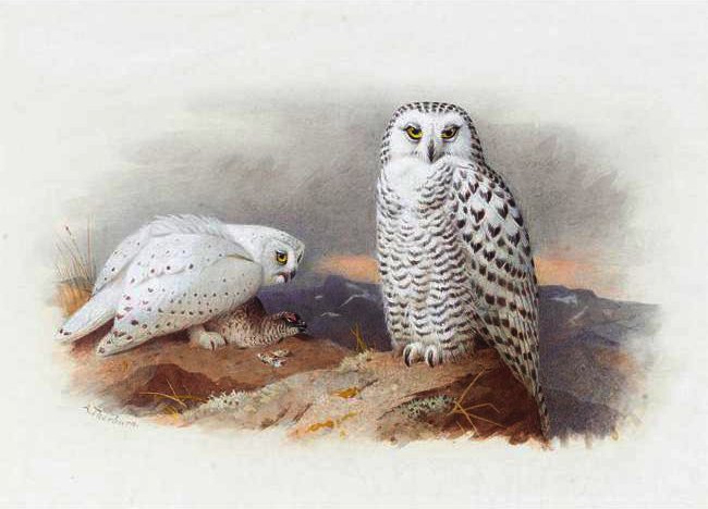Wikoo.org - موسوعة الفنون الجميلة - اللوحة، العمل الفني Archibald Thorburn - Snowy Owls