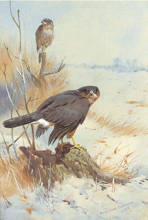 Wikioo.org - The Encyclopedia of Fine Arts - Painting, Artwork by Archibald Thorburn - Sparrowhawk In Winter