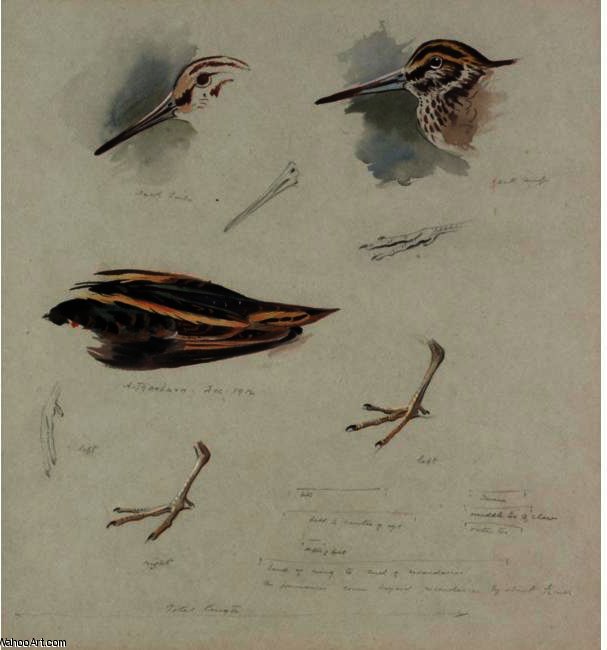 Wikioo.org - The Encyclopedia of Fine Arts - Painting, Artwork by Archibald Thorburn - Studies Of Snipe