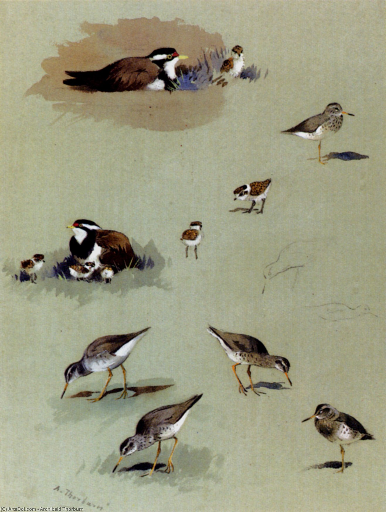 Wikioo.org - The Encyclopedia of Fine Arts - Painting, Artwork by Archibald Thorburn - Study Of Sandpipers, Cream-Coloured Coursers And Other Birds