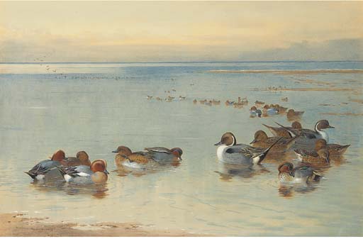Wikioo.org - The Encyclopedia of Fine Arts - Painting, Artwork by Archibald Thorburn - Teal And Widgeon