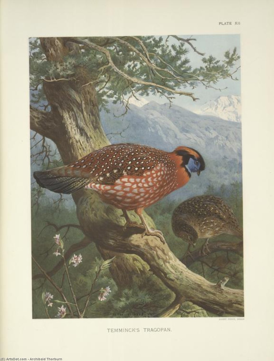 Wikioo.org – L'Enciclopedia delle Belle Arti - Pittura, Opere di Archibald Thorburn - Temminck's Tragopan ( tragopan temmincki )