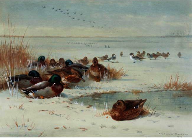 WikiOO.org – 美術百科全書 - 繪畫，作品 Archibald Thorburn - 冰封奋 - 野鸭与针尾鸭